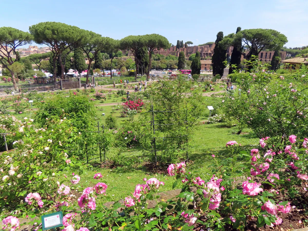 Jardim de rosas municipal