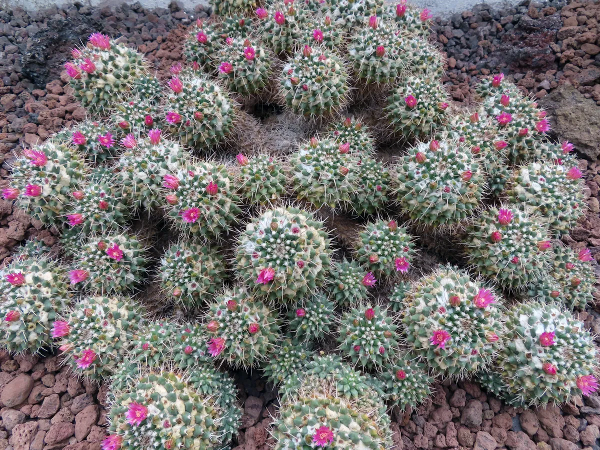 Orto Botanico di Roma