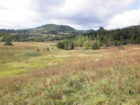 Veľký Goldfusský tajch