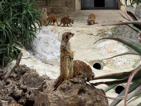 Bioparco di Roma